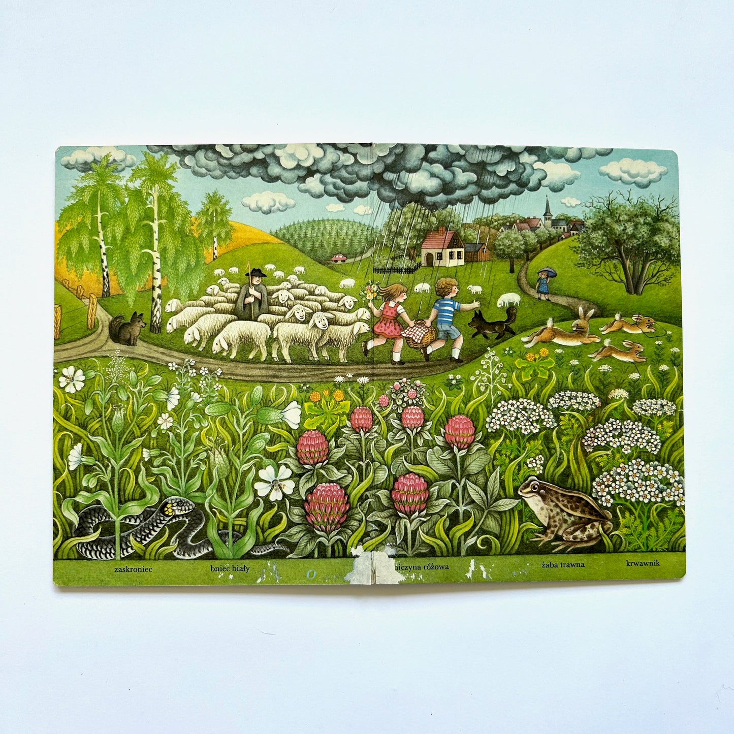 Letnia taka (Summer Meadow)