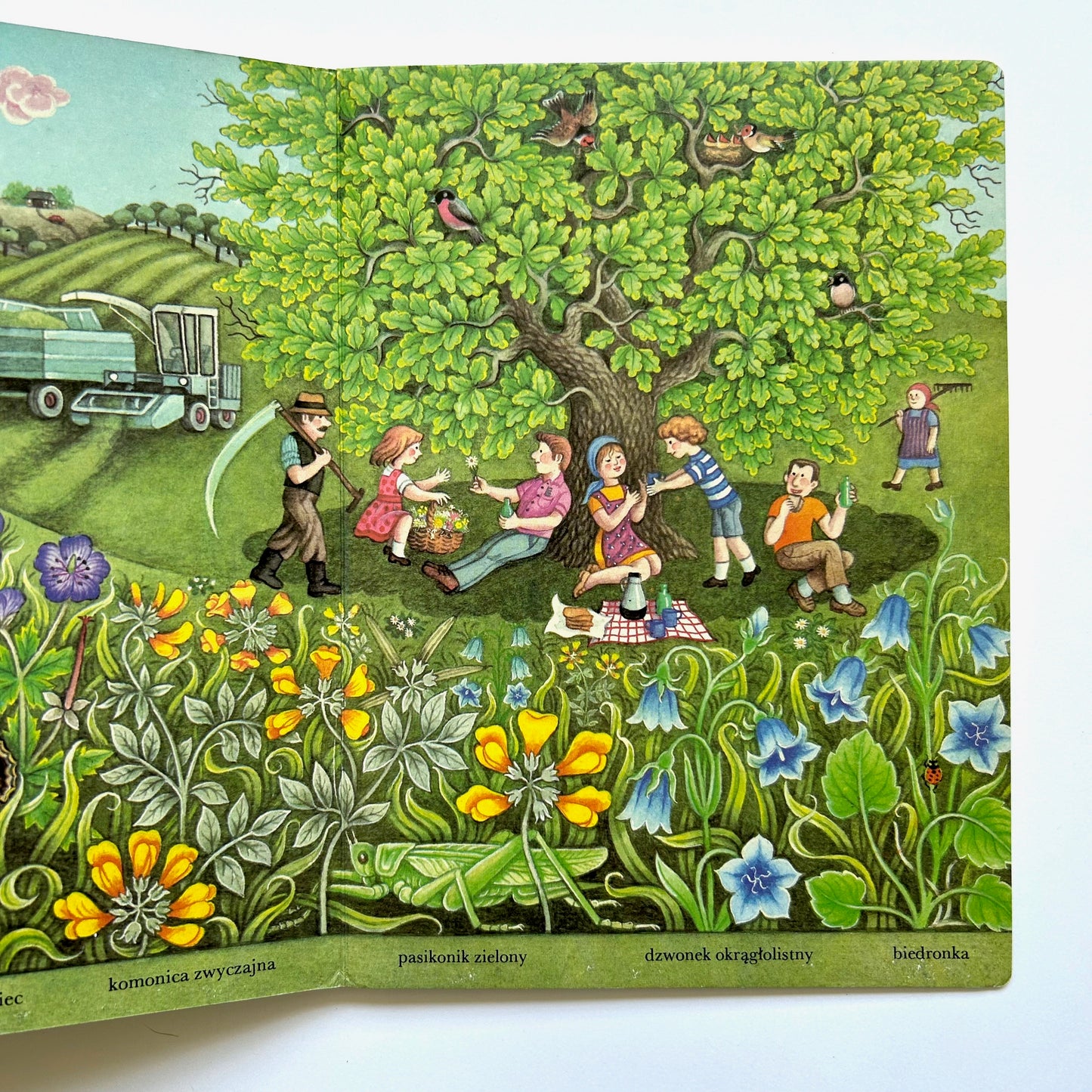 Letnia taka (Summer Meadow)