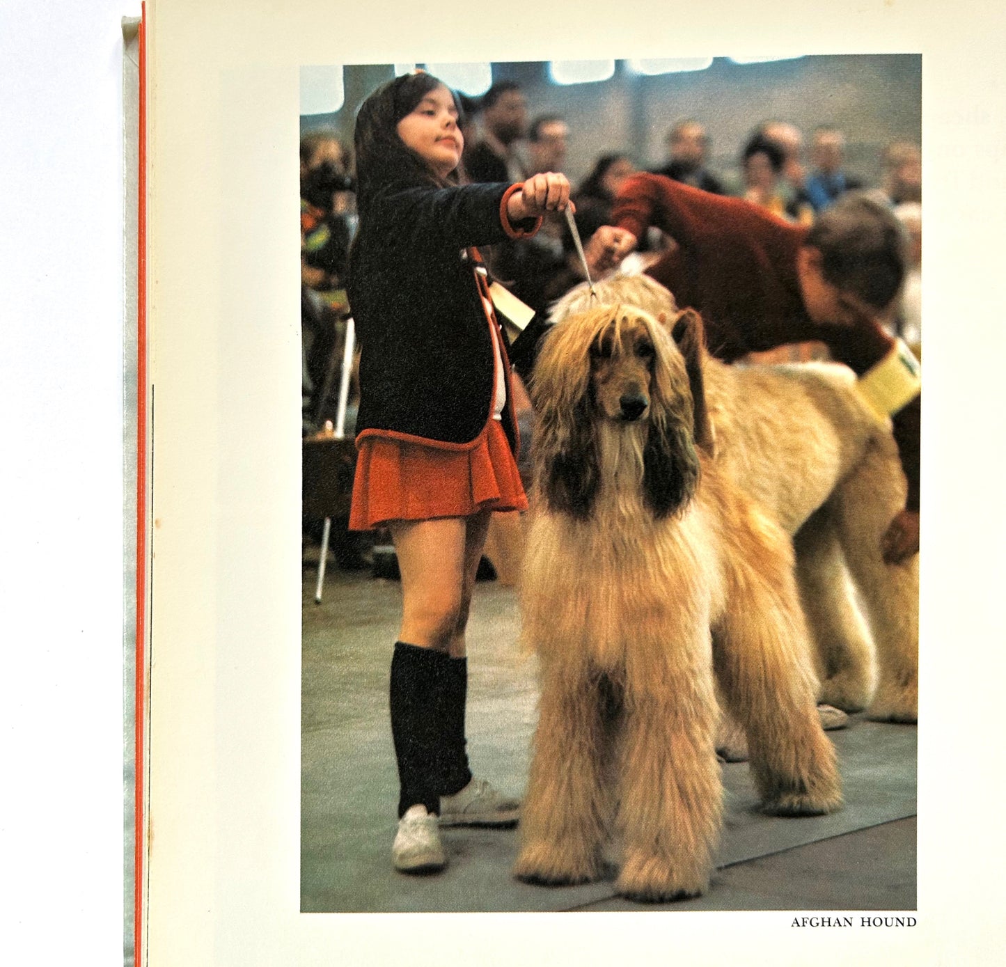 Dogs Working For People