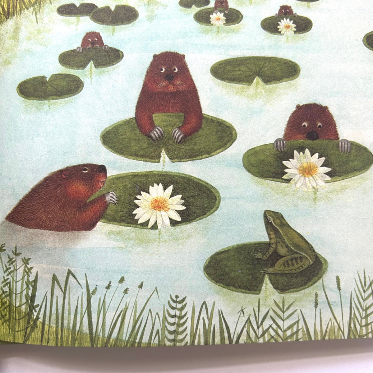 Animals at Home: The Beaver