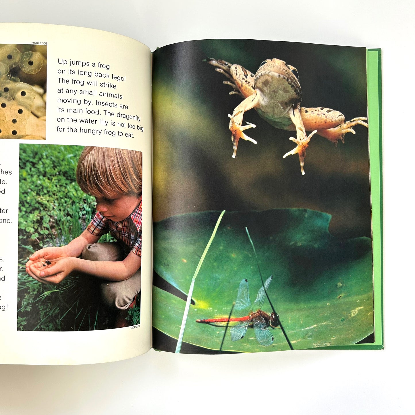 Life in Ponds and Streams