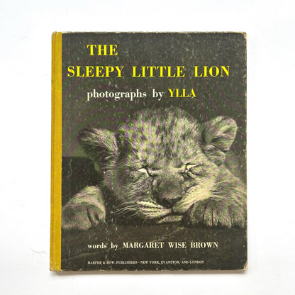 The Sleepy Little Lion