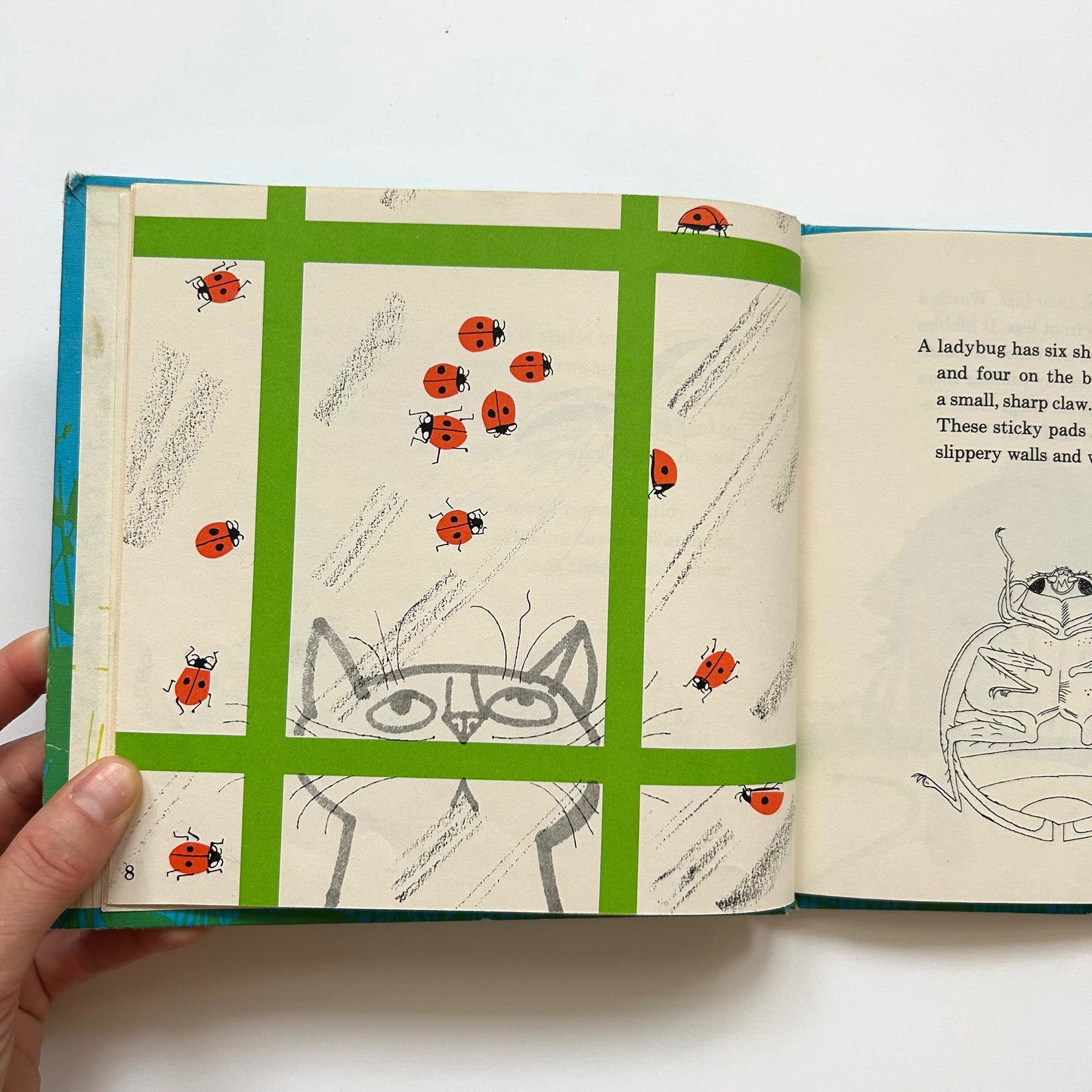 Ladybug, Ladybug, Fly Away Home