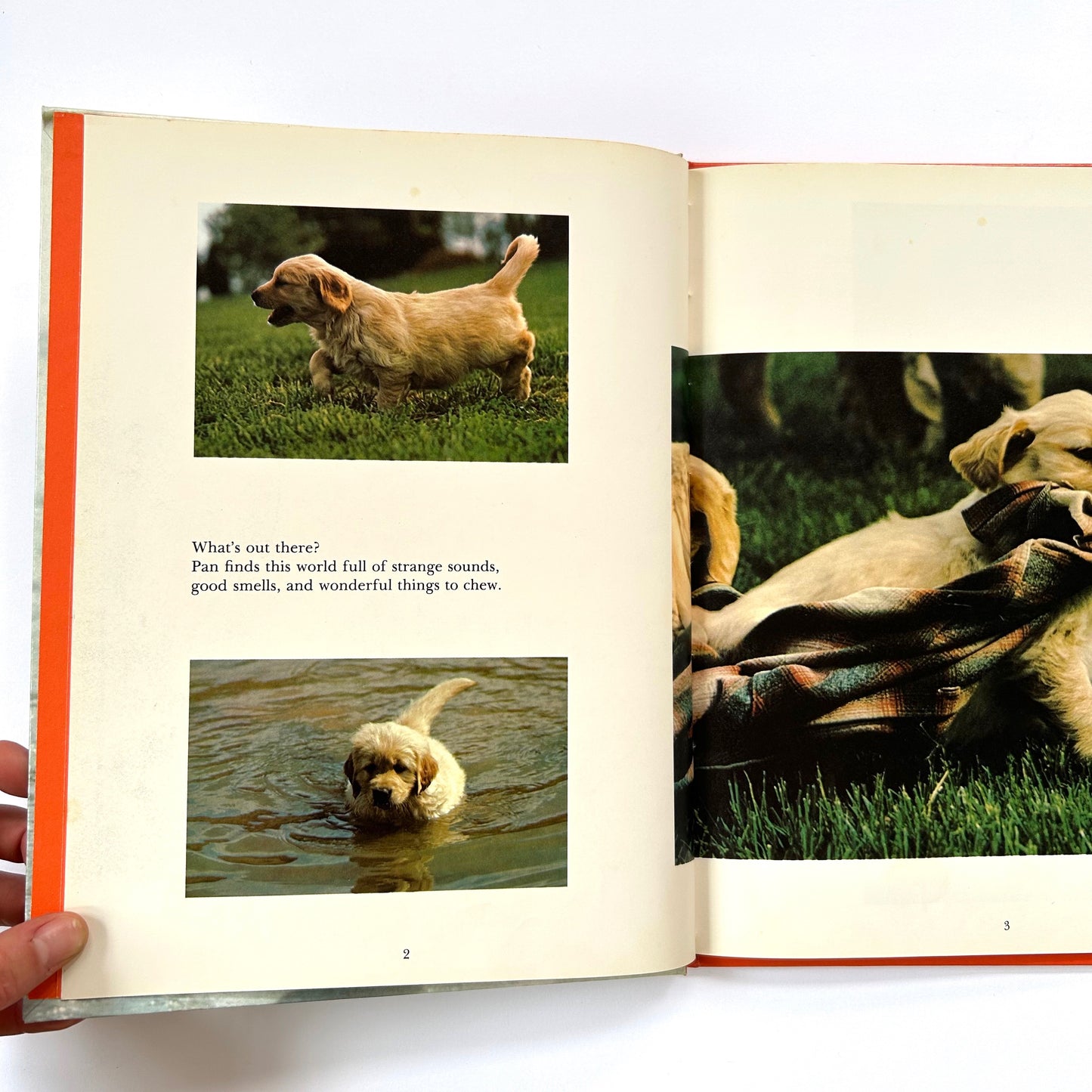 Dogs Working For People