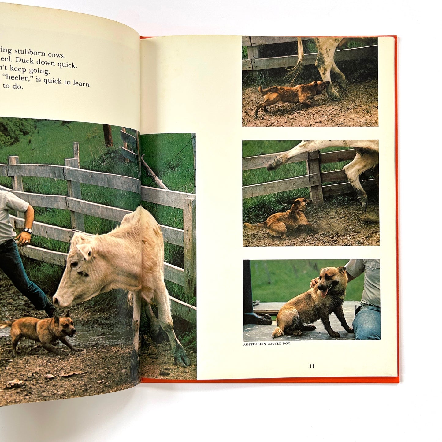 Dogs Working For People