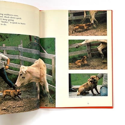 Dogs Working For People