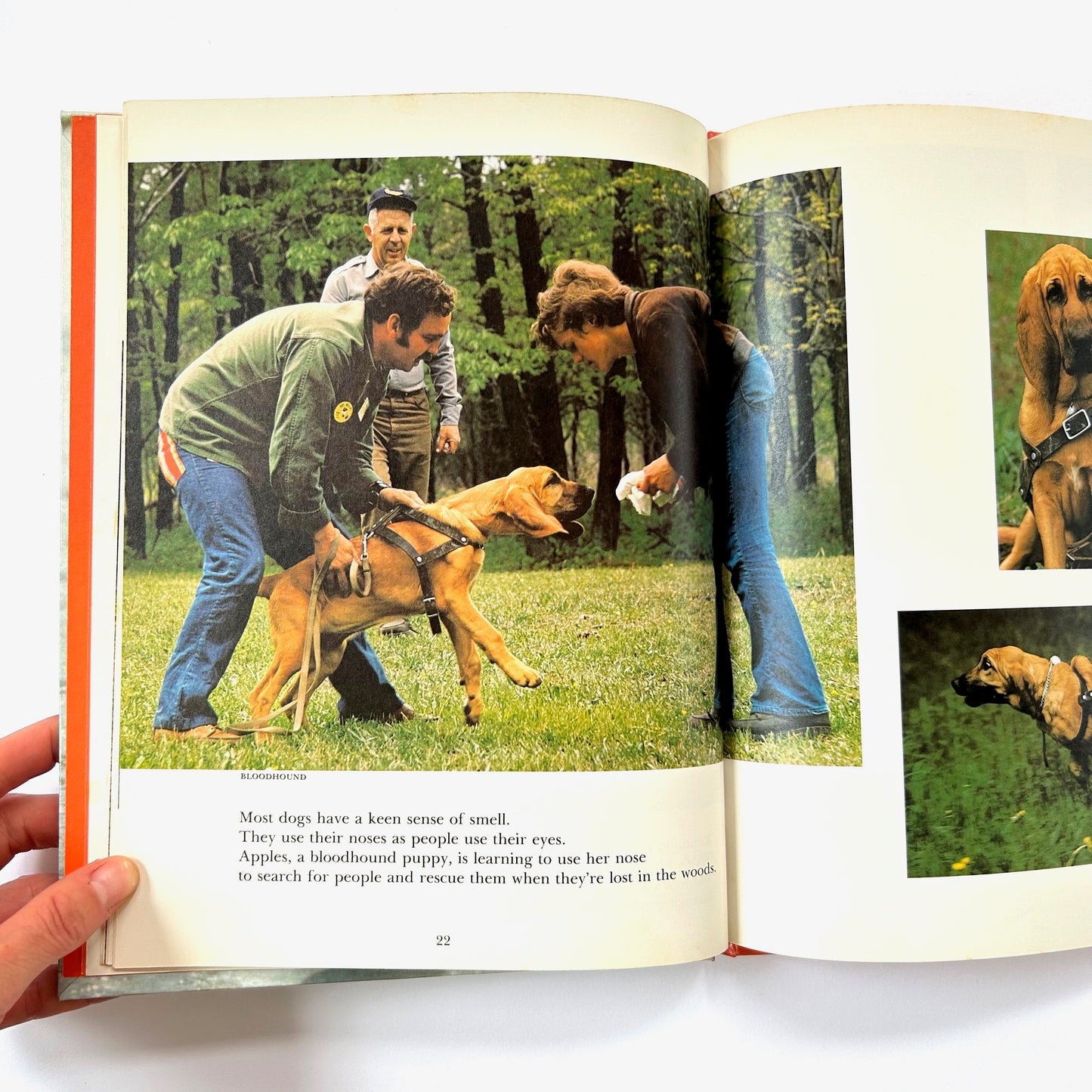 Dogs Working For People