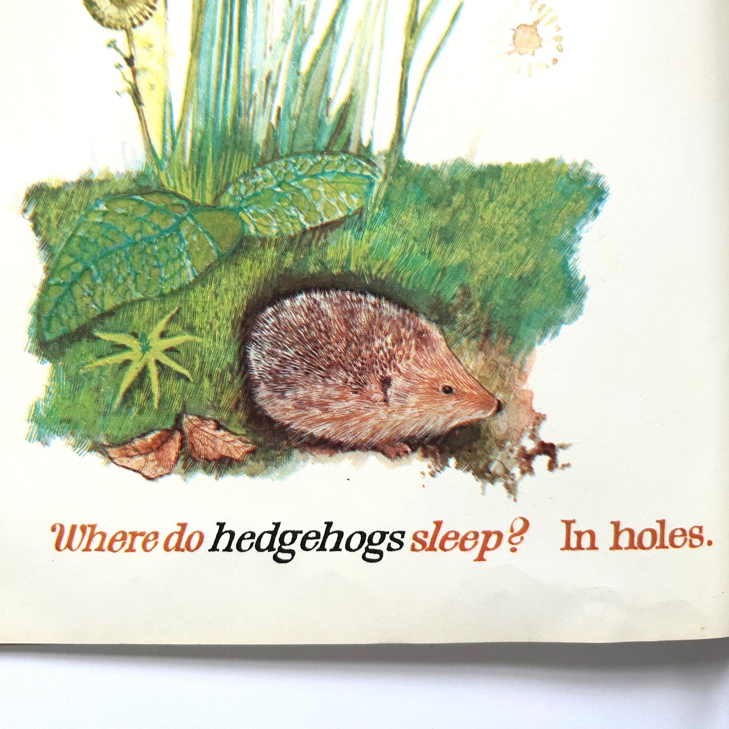 Where Do Bears Sleep?