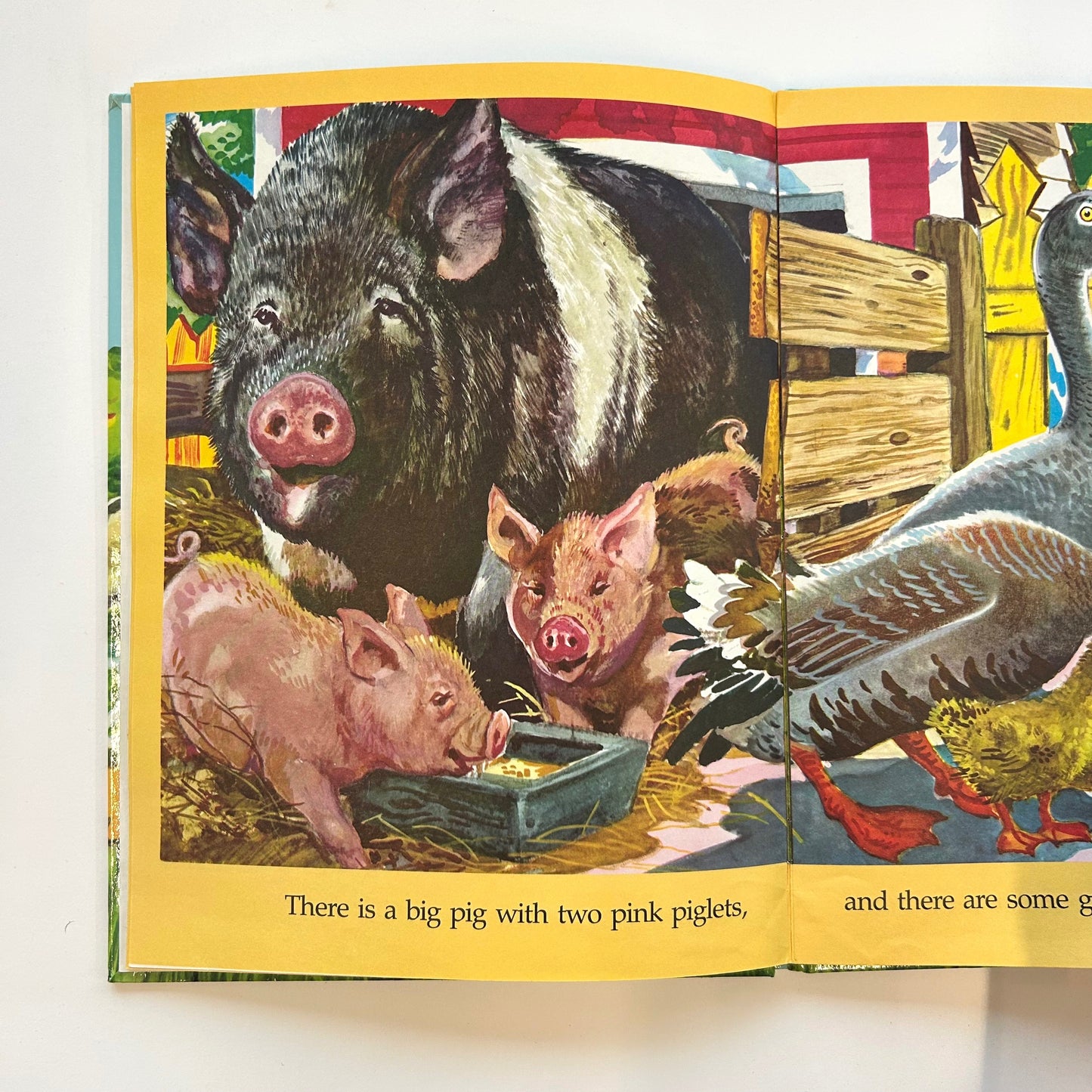 Farm Animals